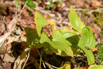 マイヅルソウの実