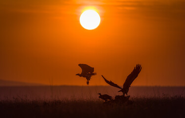 Vultures in a an orange sunset at Masai Mara, Kenya. 