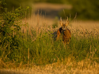 roe deer rut