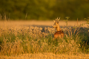 roe deer rut