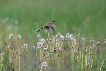 Gray headed wagtail (Motacilla flava Thunbergi) in Sweden