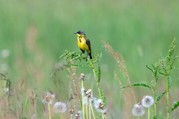 Gray headed wagtail (Motacilla flava Thunbergi) in Sweden