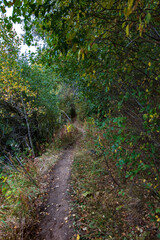 footpath in the woods