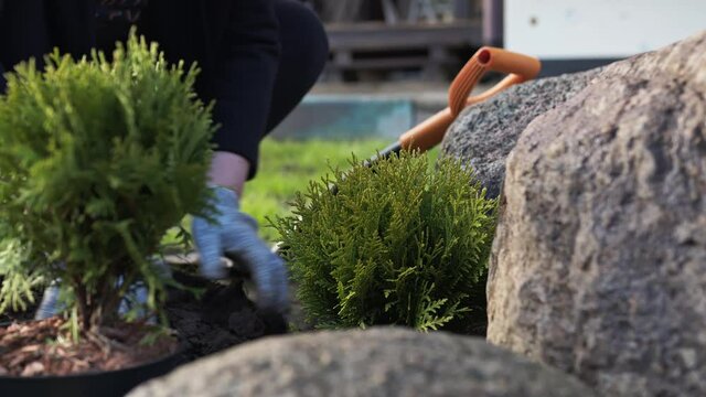 Close-up of planting a young thuja tree in a hole. New life concept.