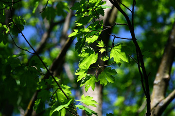 Maple leaves on branches.