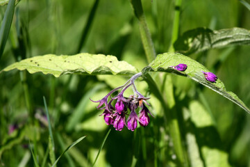 Flowers of a wild comfrey 
