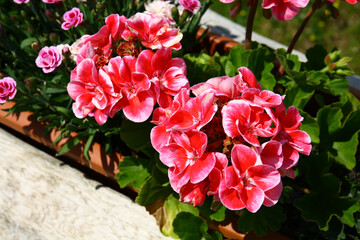 Blooming pelargonium 