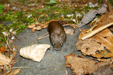 Microtus arvalis