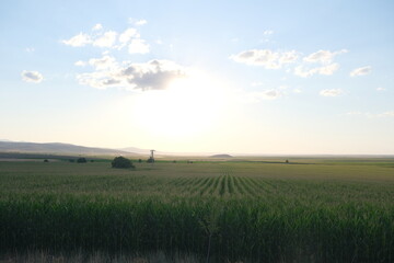Obraz premium Sun rises above agricultural field during sunset and sun is over the sunflower field
