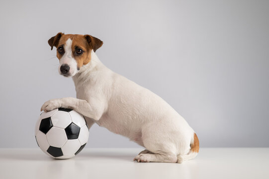 Jack russell terrier dog with soccer ball on white background