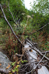 tree in the forest