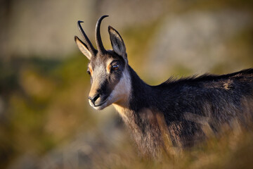 close up portrait of a mountain goat
