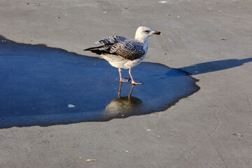 A big bird of single seagull in Istanbul Turkey. Seagull reflection on small water puddle and black water.