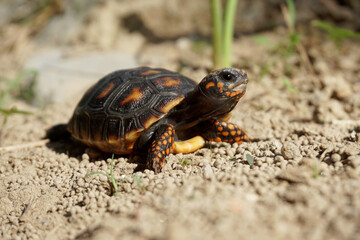 Cute small baby Red-foot Tortoise in the nature,The red-footed tortoise (Chelonoidis carbonarius) is a species of tortoise from northern South America
