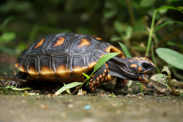 Obraz premium Cute small baby Red-foot Tortoise in the nature,The red-footed tortoise (Chelonoidis carbonarius) is a species of tortoise from northern South America 