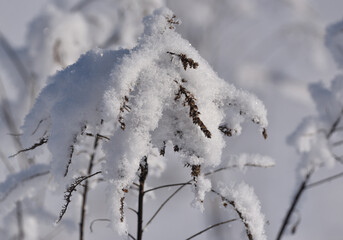 dry plants covered with white snow