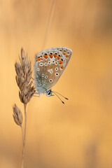 Puktörneblåvinge - Blue Wings