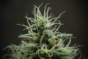 Naklejka na ściany i meble Cannabis growing: grow weed indoo. Marijuana HD