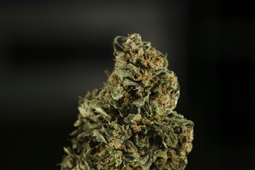 Cannabis growing: grow weed indoo. Marijuana HD