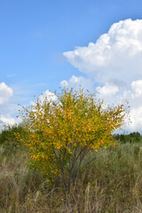 A bright yellow bush in the field. Blue sky with a white cloud. Early autumn.