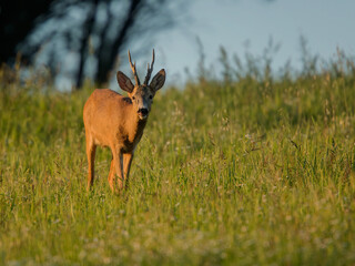 roe deer rut