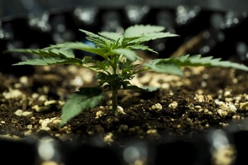 Cannabis growing: grow weed indoo. Marijuana HD