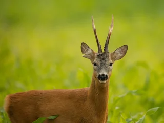 Fototapeten Rehe roe deer rut  © rasto24