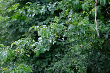 FU 2020-07-05 Kakus 613 Grüne Zweige an eniem Baum