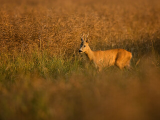 roe deer rut