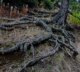 tree in the forest