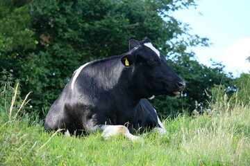 FU 2020-07-05 Kakus 720 Auf der Wiese liegt eine Kuh