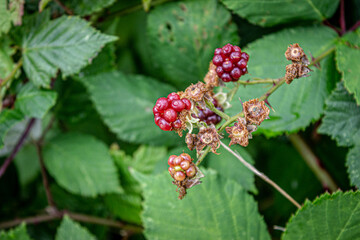 Raspberry at end of season