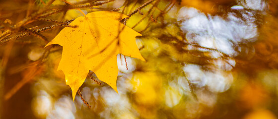 Autumn yellow leaves of maple tree in autumn park. Yellowed maple leaves on blurred background. Golden autumn concept. Copy space