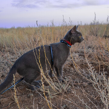 Gray Cat With Amber Eyes In A Yellow Grass.