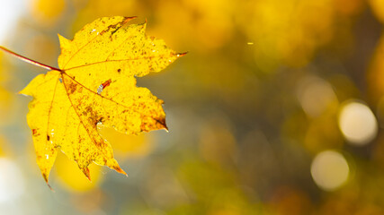 Obraz premium Golden autumn concept. Autumn background with yellow maple leaves. Yellowed autumn leaves on blurred background. Copy space