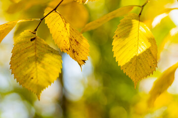 Golden autumn concept. Autumn background with yellow maple leaves. Yellowed autumn leaves on blurred background. Copy space