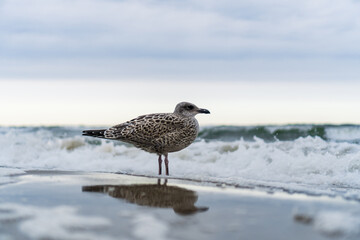 Seagull standing at the beach with the ocean in the background
