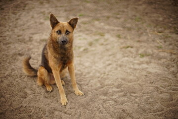 Big dirty ginger black wolf dog sits on the muddy sand