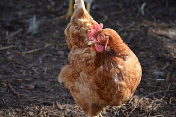 red hen on a farm