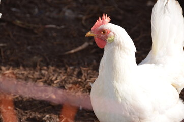 white rooster on a farm