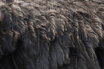 Close-up of an ostrich feather