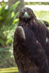 Close-up with intense gaze of a Golden Eagle (Aquila chrysaetos) chained in the zoo.