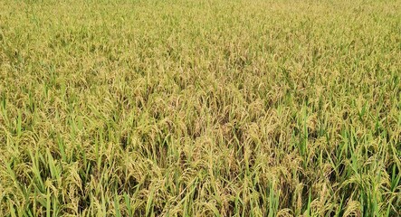Paddy field in Bangladesh