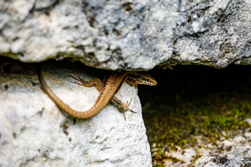 A lizard from romania between stones