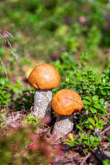 Boletus mushroom grows in the forest. Edible mushrooms. Concept. Photo