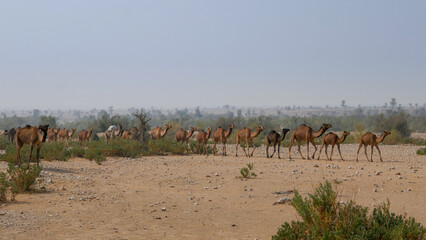 Fototapeta na wymiar Herd of camels walking in a row in the desert near Jamshoro, Sindh, Pakistan