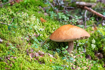 Boletus mushroom grows in the forest. Edible mushrooms. Concept. Photo