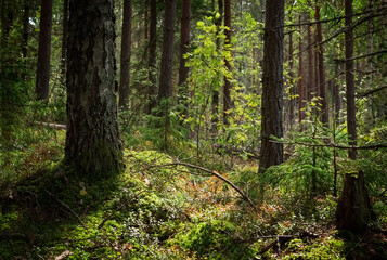 Fototapeta premium Sunlight in the forest. Summer forest landscape. Finnish nature. Photo