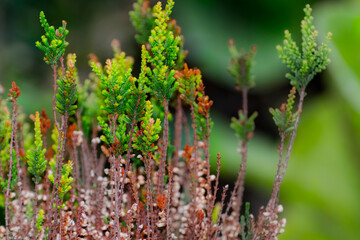 Common heather or ling in a summer garden