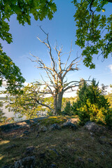 Beautiful dead tree in the middle of Segersgarde nature reservation in Sweden. Beautiful summer day in picturesque landscape of southern Sweden countryside.